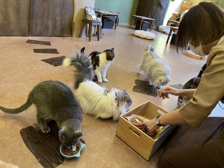 ネコたちのごはんタイム。