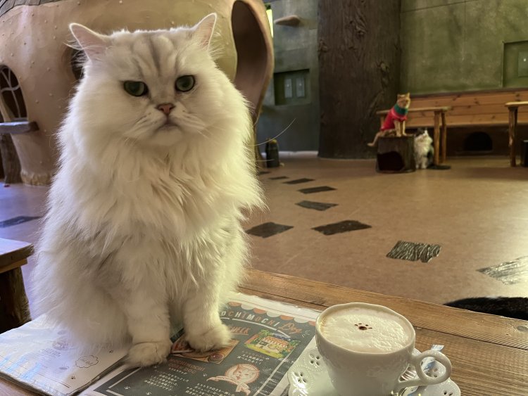 店内でのびのびと暮らすネコたち。