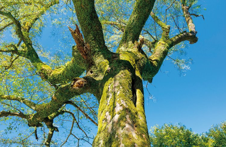 山に入る際は麓の神社を参拝する安藤さん。鳥やヘビの住み処でもあるご神木への挨拶も欠かさない。