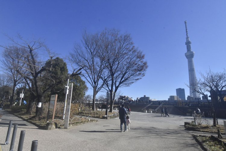 人混みを避けて歩ける隅田公園へ。