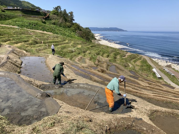 【能登から伝えたいこと】自然に打ちのめされて、自然に生かされている～「白米千枚田 愛耕会」堂下真紀子より～
