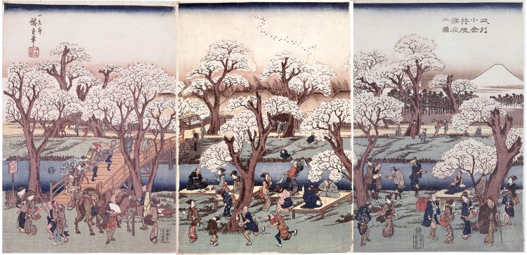 江戸時代の花見のにぎわいが伝わる浮世絵。歌川広重『武州小金井堤満花之図』／小金井市教育委員会蔵。