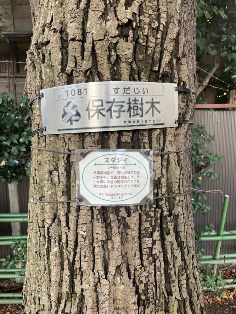 保存樹木に指定されたスダジイ。