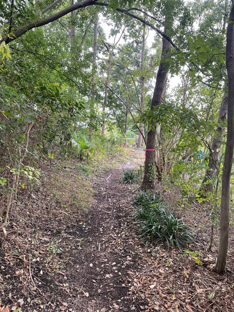 サンクチュアリ内の小径。 