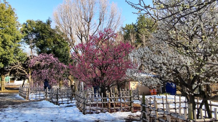 2024年2月上旬、東京都心も大雪に。関東は春先に雪が多い。