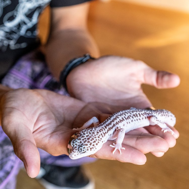 おとなしい性格で初心者でも飼いやすいヒョウモントカゲモドキ。愛らしい表情も魅力だ。