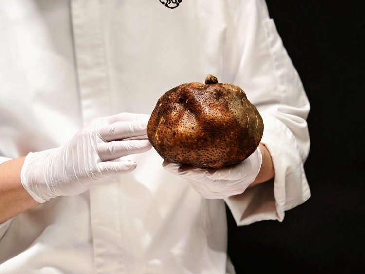 つくね芋（山芋の一種）。