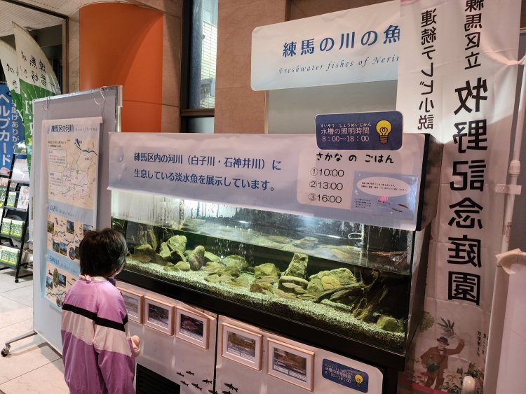水槽では練馬区内の川に生息する魚を展示。