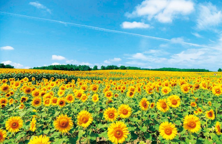 例年7月中旬～8月中旬に200万本ものヒマワリが一面に咲く「北竜町ひまわりの里」。迷路も人気。
