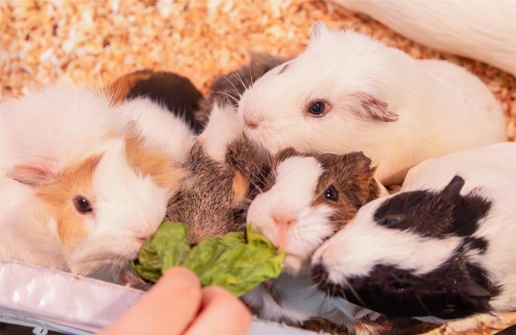 モルモットのおやつタイムは毎日開催。