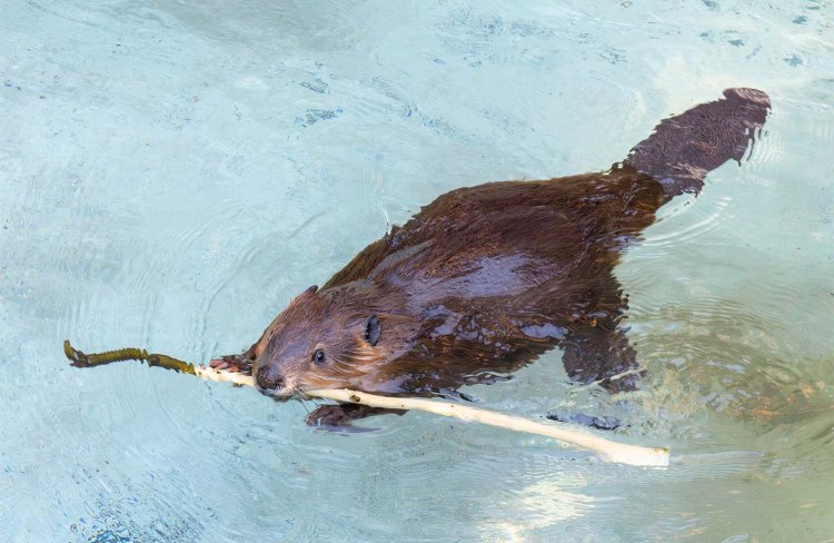 「枝をくわえて泳ぐならわたしにまかせて！」。
