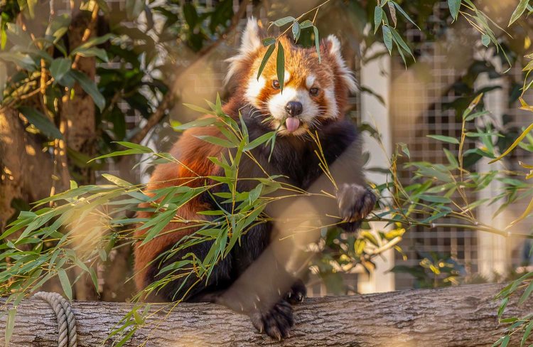 2024年6月生まれのシセンレッサーパンダ・たけのこ。