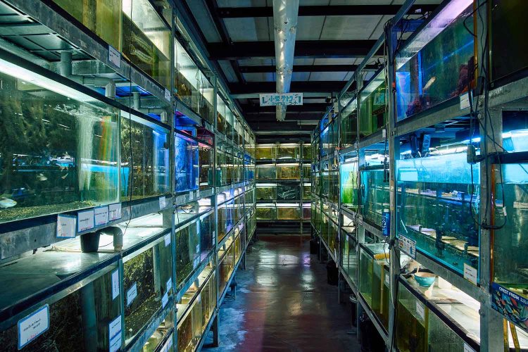 1階は魚、2階はグッズを販売。