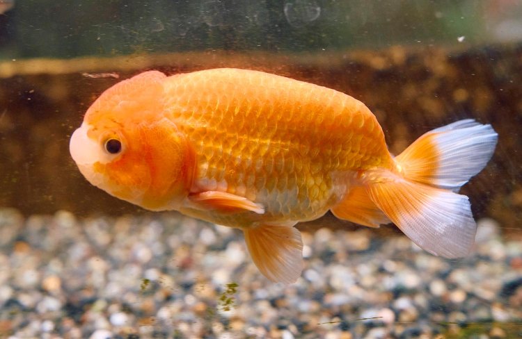 「おうちで過ごすひとときを癒やすぞ～」。