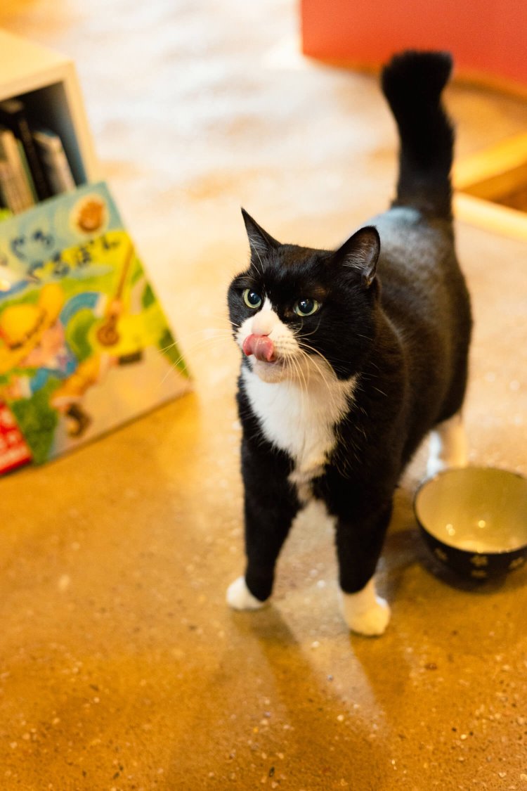 高橋さんの猫の名は、黒白だからインヤン（陰陽）。でこぼこ床が好き。