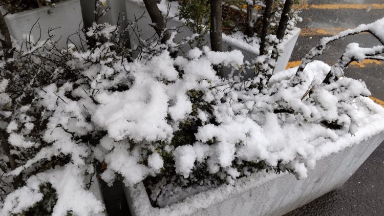 雪の日は結晶を観察するチャンス！