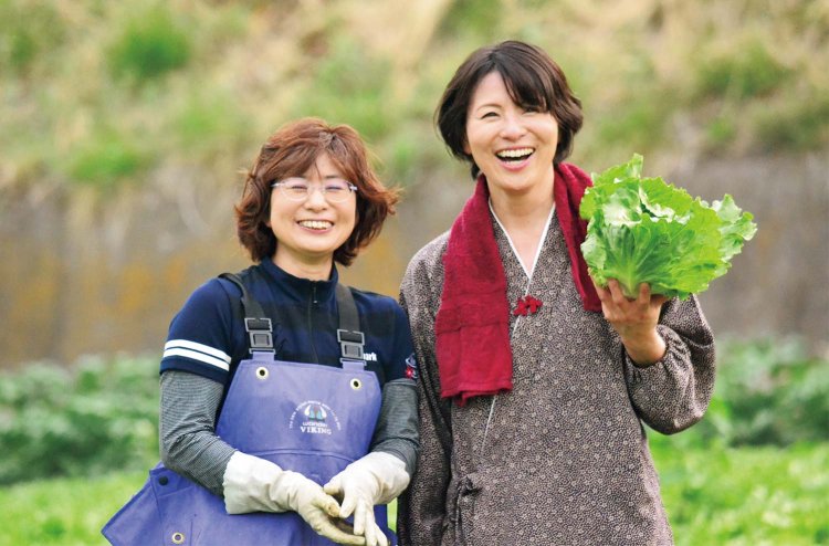 「竹内農園」のレタスを収穫する桂子さん（右）とお姉さん。