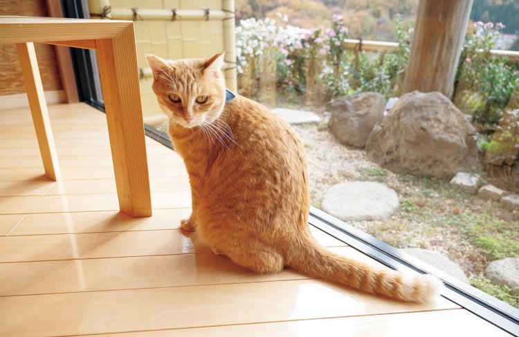 「客室に遊びに行くにゃ〜」。