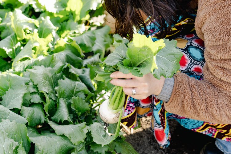 大小のカブを引き抜く。