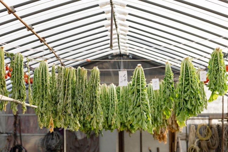 農園の作業場に干された大根の葉。