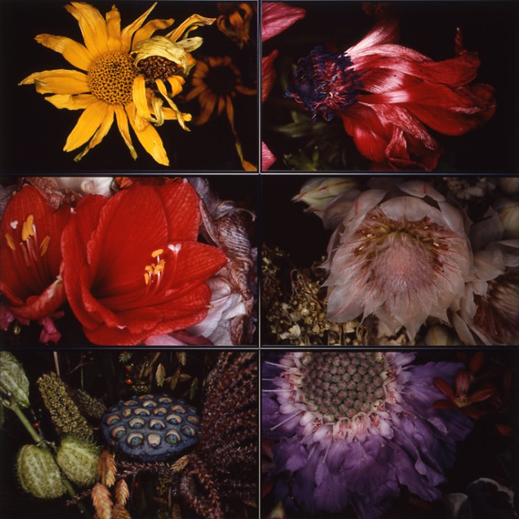 荒木経惟《花曲》1997年 『世田谷美術館』蔵。