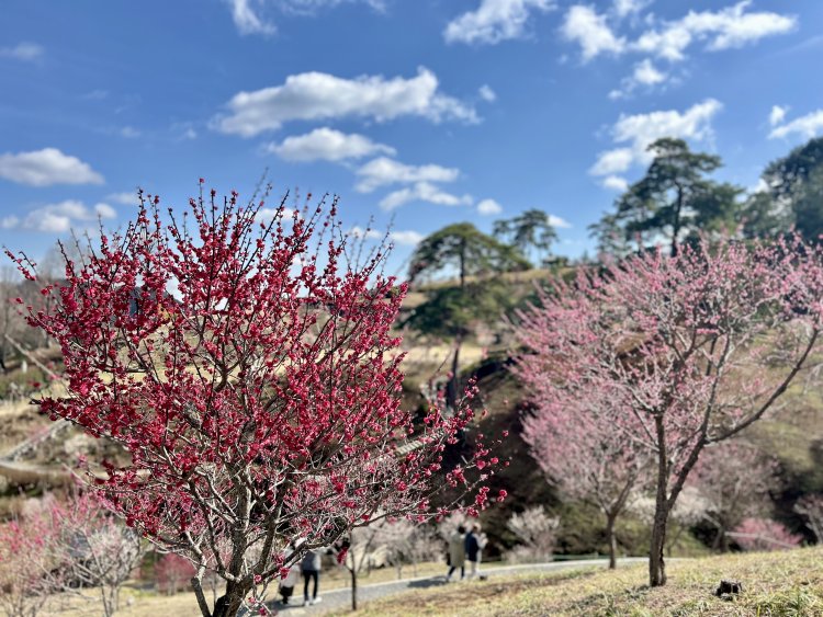再植栽から9年目を迎え、梅の木も順調に成長している様子。