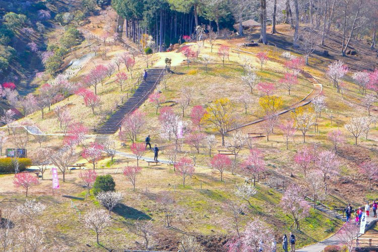 梅の公園は起伏に富んでいて、園内を一望できるスポットも。
