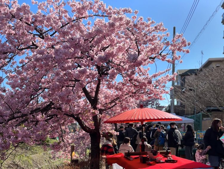 老舗料亭『富吉』裏付近では桜をめでながら野点（のだて）も楽しめる。