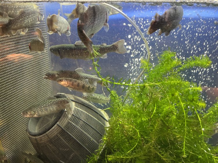 いけすの中にはヤマメやイワナ、ニジマスなどが泳いでいて、夜から刺し身や焼き魚で提供する。