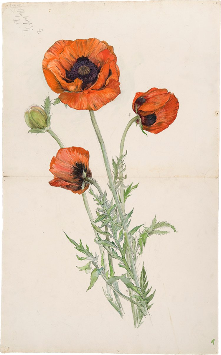 《ポピー》制作年不詳 ヒルマ・アフ・クリント財団 By courtesy of The Hilma af Klint Foundation。