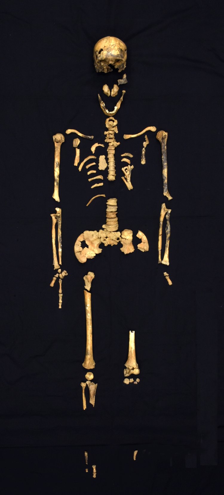 白保竿根田原 洞穴遺跡 4号人骨 旧石器時代 沖縄県白保竿根田原洞穴遺跡 『沖縄県立埋蔵文化財センター』蔵。