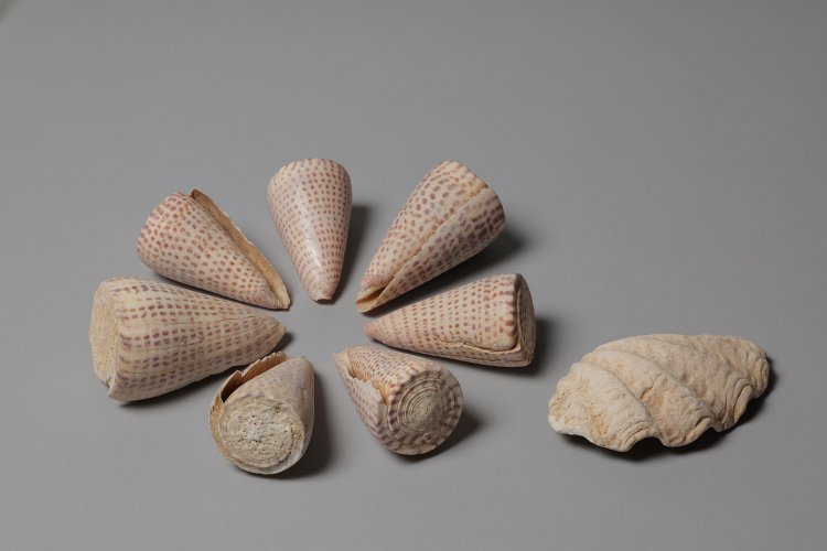 輸出用イモガイと御守りのシャコガイ 弥生時代併行期（2000年前）沖縄県沖縄本島 木綿原遺跡 『世界遺産座喜味城跡ユンタンザミュージアム』蔵。