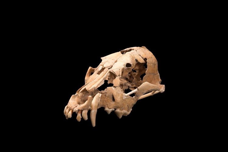 イヌの頭骨 縄文時代 愛媛県上黒岩岩陰遺跡 慶應義塾大学蔵。