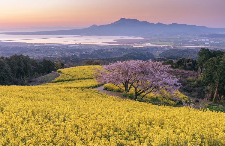 長崎県諫早（いさはや）市、白木峰（しらきみね）高原に咲きわたる菜の花と桜（写真＝宮本孝廣）。