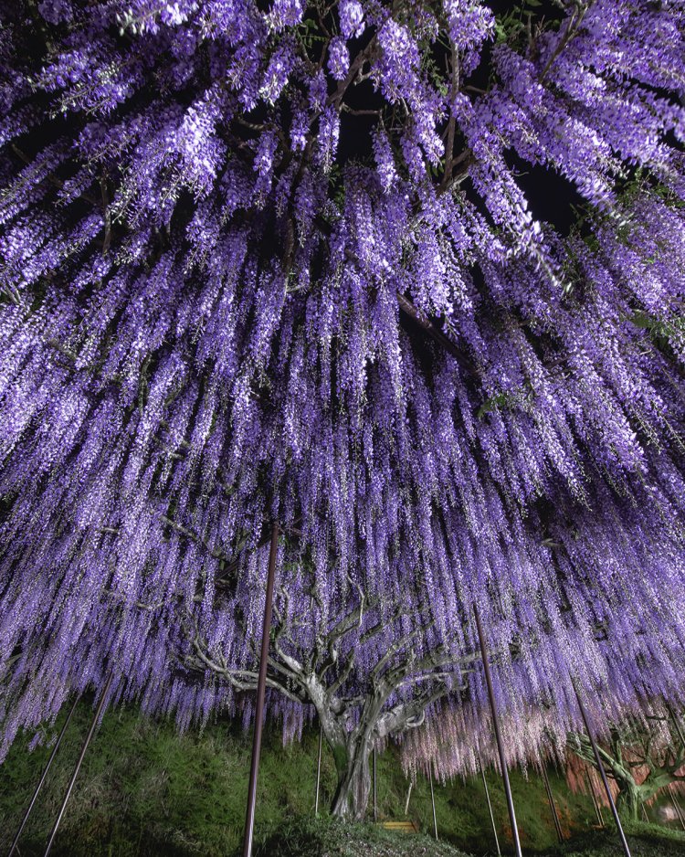 兵庫県丹波市の百毫寺（びゃくごうじ）。フジの花房がシャワーのように人々を包む込む（写真＝ひろた）。
