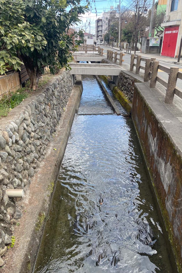 日野第一中学校の敷地脇の水路。鯉がいて、なぜかみんな黒鯉でした。
