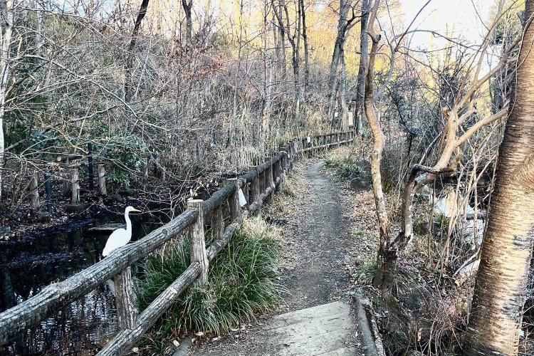 自然観察センターも併設された黒川清流公園を歩くと、大きめのサギが！