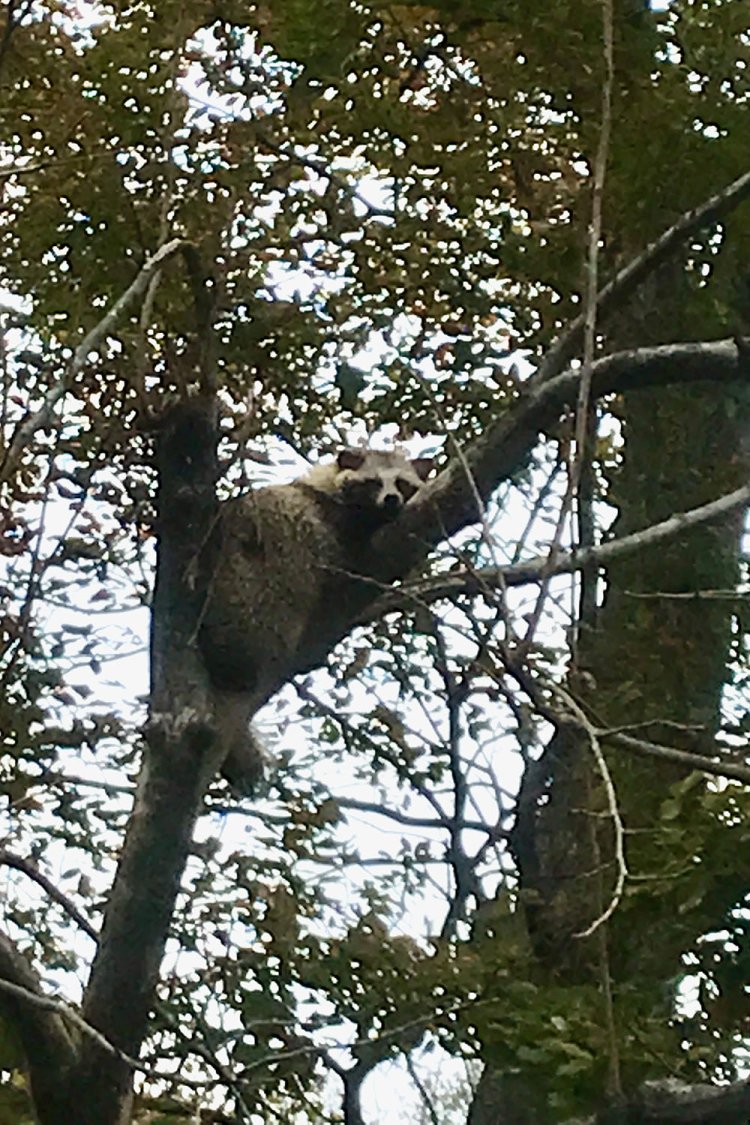 多摩動物公園の「たぬき山」に数匹、木に上る個体がいるのも気になるが……。