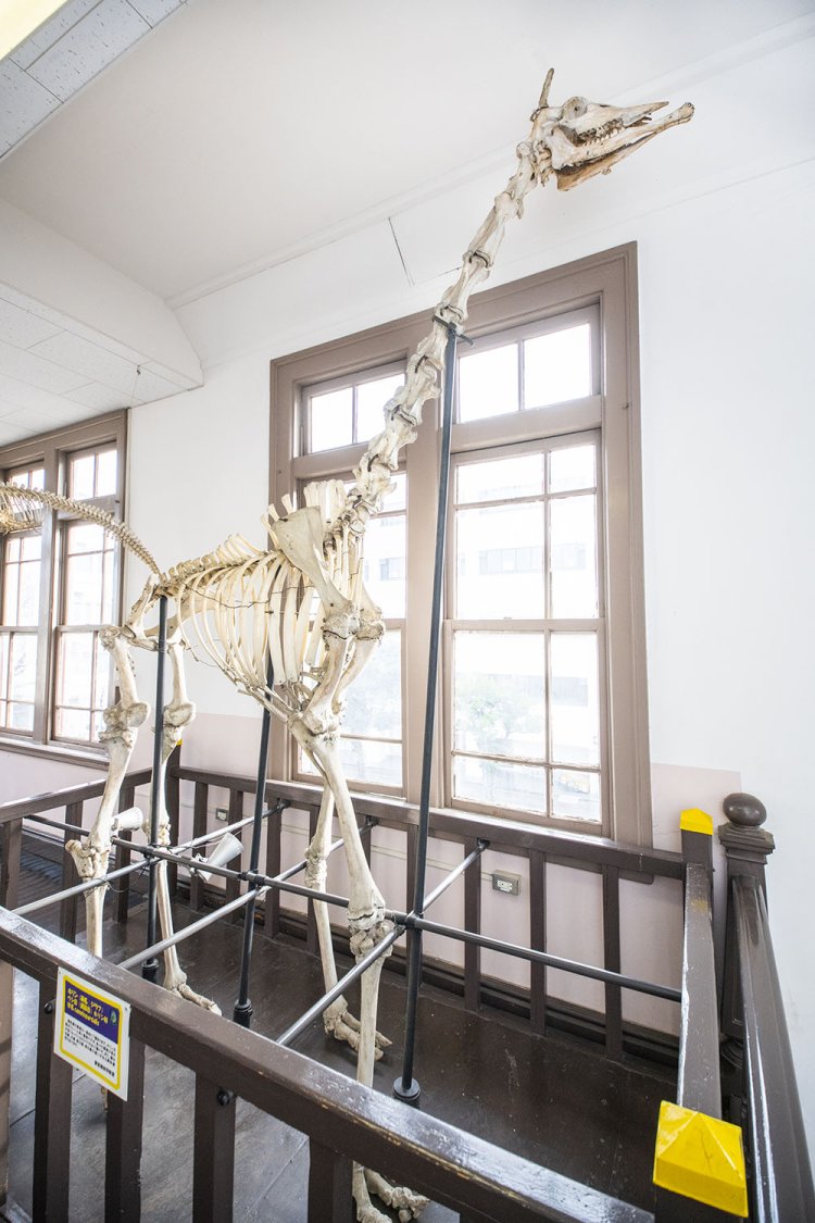 長次郎の標本はクリーニングのため2025年一度解体予定。見たい方はお早めに。