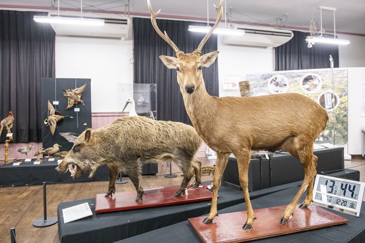 自然系展示室に並ぶ剥製。