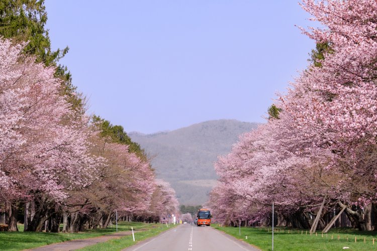 2025年に見たい桜絶景ベスト10。全国1890カ所を訪ねた桜マニアが選ぶ、おすすめのお花見スポットは？