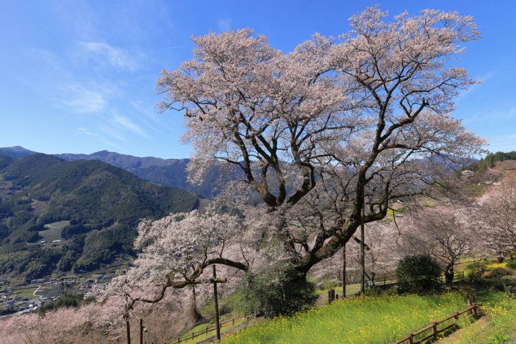 写真＝仁淀ブルー観光協議会。