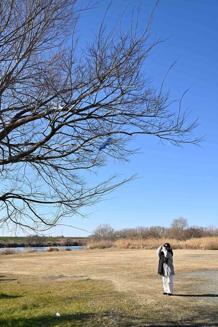 凧が木の枝にいくつも引っかかっていた。「前に見たときより増えてるかも」と小野さん。