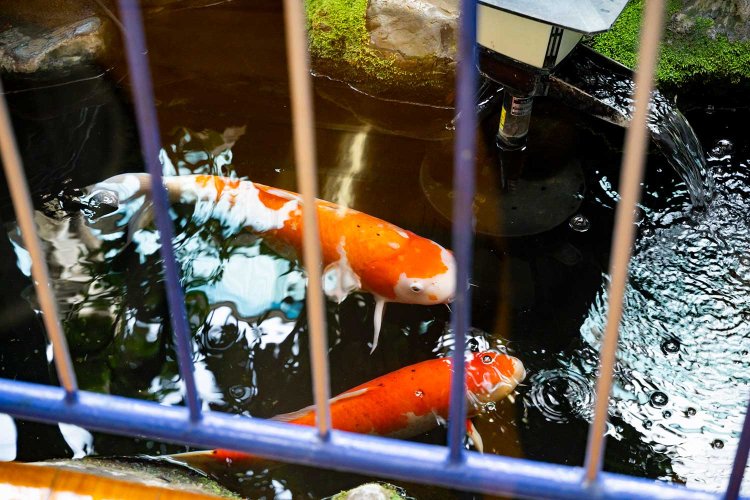 【散歩の達人】亀有エリア