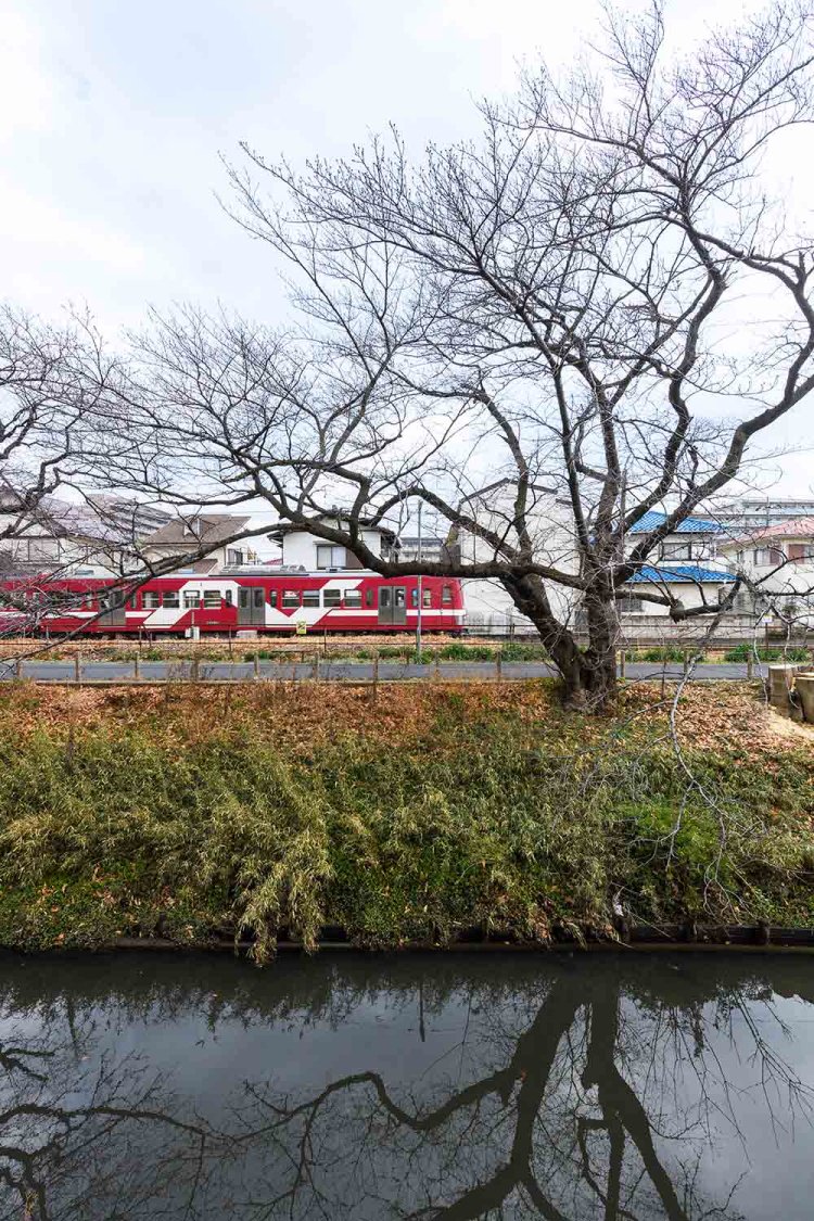 馬橋～幸谷間の流鉄流山線は春待ちの新坂川桜並木と並んで走る。