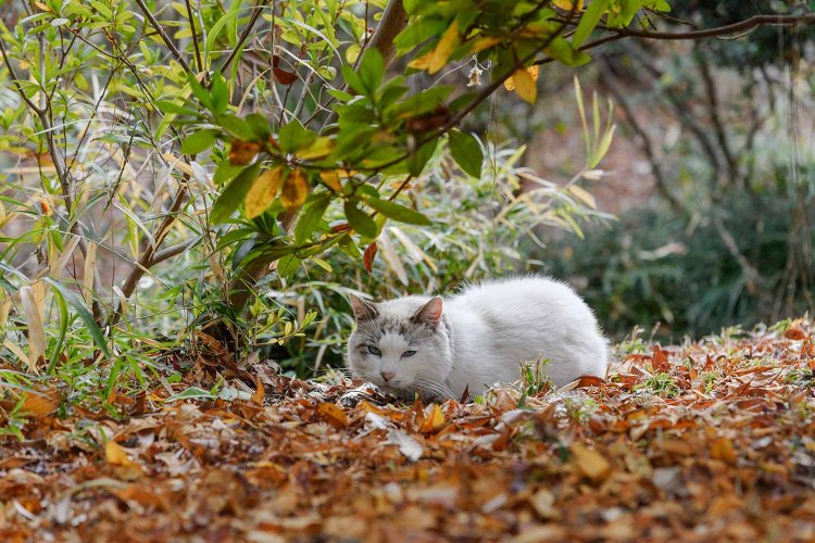 「花の季節は散歩のしがいがあるよ」。