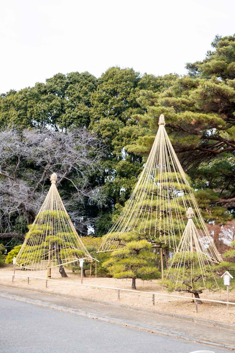 松の雪吊りを紹介するマニアックな展示（冬季限定）。