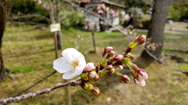 つぼみを観察しながら春を待つ散歩も楽しい。