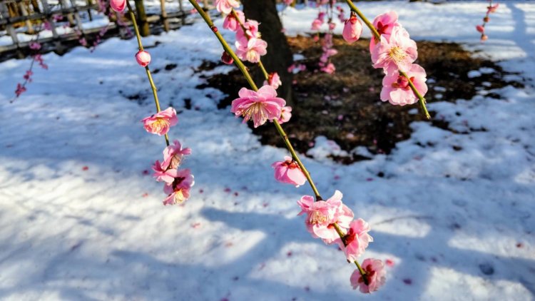 春先に都心で雪が降り、梅の花に積もったことも。