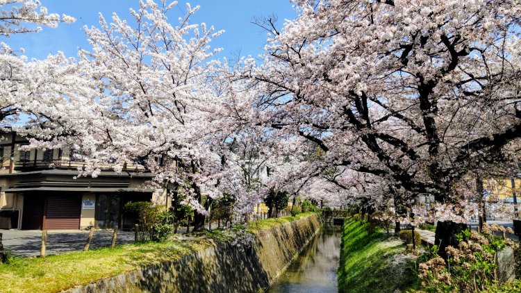 満開の桜と青空。春爛漫な景色はもうすぐそこ。